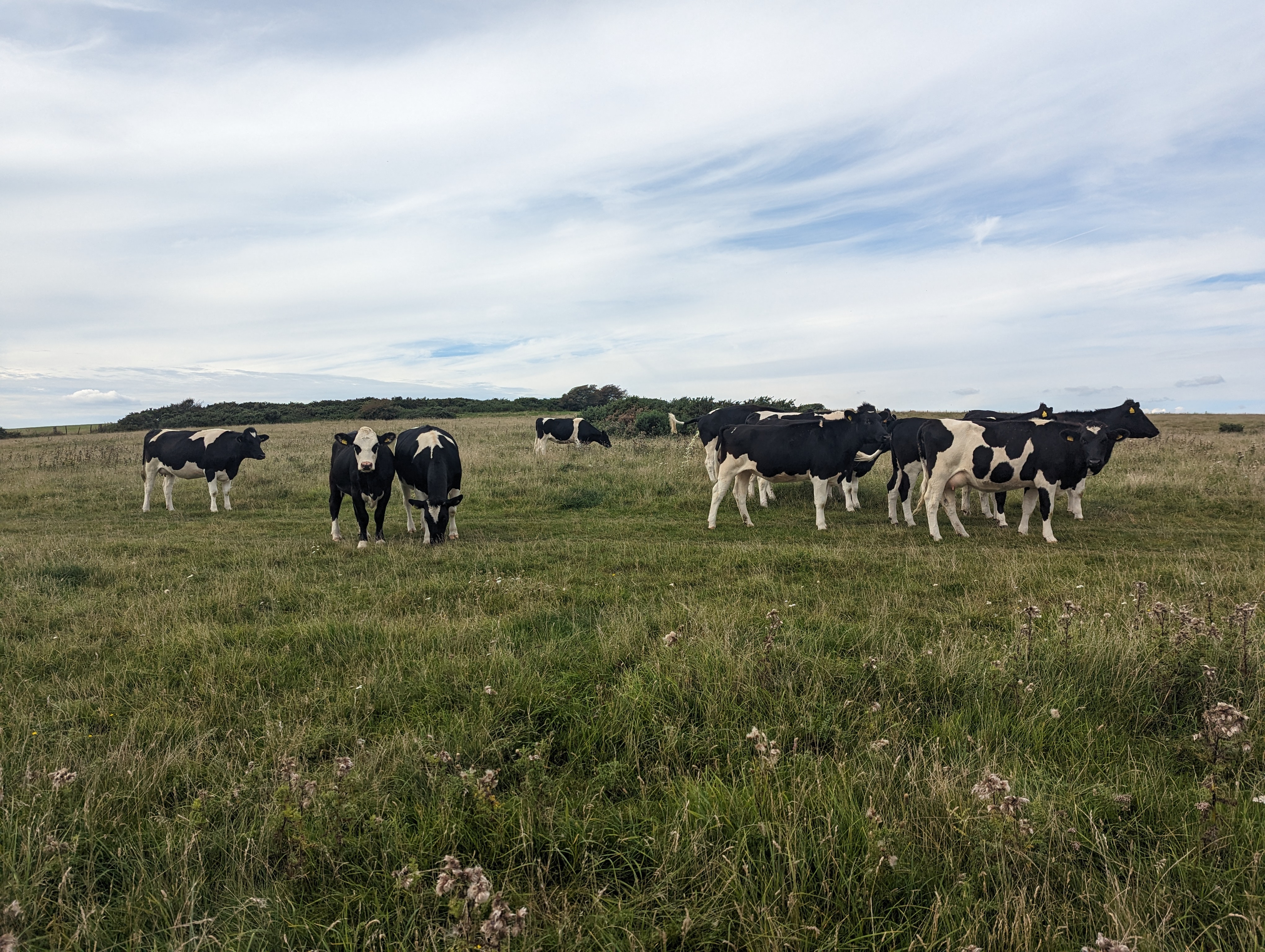 Cows