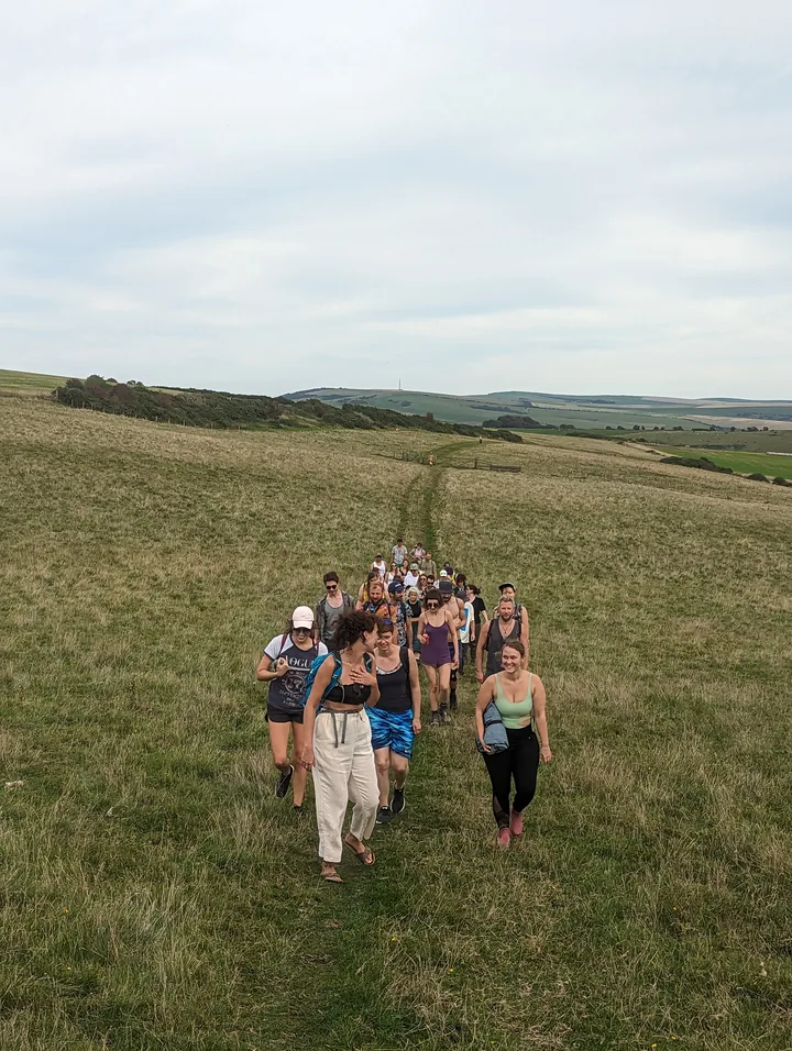 A cow walk near the festival field