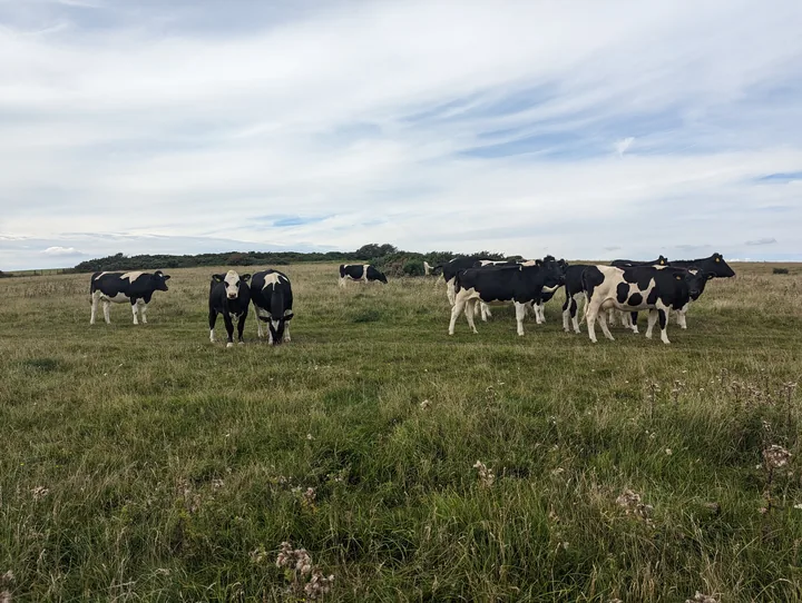 Cows near Mooncow Fest